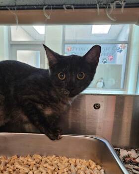 August -  Domestic Short Hair Cat for Adoption in Disputanta, Virginia - August | PetCurious
