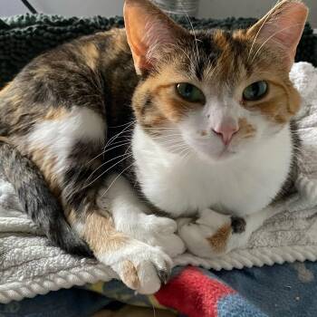 Kellogg -  Domestic Short Hair Cat for Adoption in Holly, Michigan - Kellogg | PetCurious