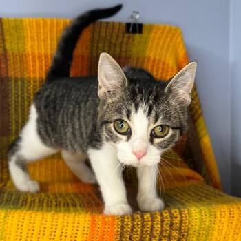 Xena: Warrior Princess -  Domestic Short Hair Cat for Adoption in Mount Vernon, Illinois - Xena: Warrior Princess | PetCurious