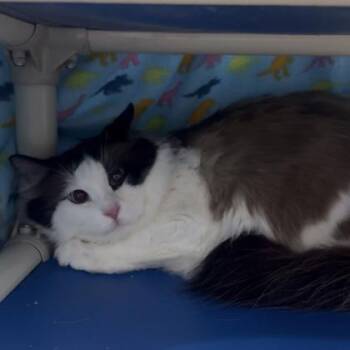 Honey Bun -  Domestic Medium Hair and Domestic Short Hair Cat Available for Adoption in Janesville, Wisconsin - Honey Bun | PetCurious