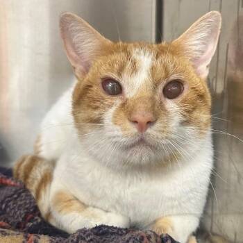 Butterscotch -  Domestic Short Hair Cat for Adoption in Bentonville, Arkansas - Butterscotch | PetCurious