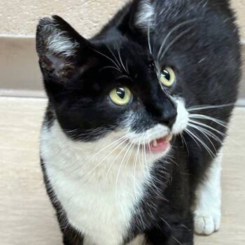 Rescue Domestic Short Hair Cats for Adoption in Pittsburgh, Pennsylvania - Yaya | PetCurious