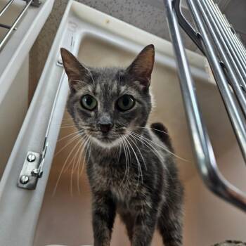 Madera -  Domestic Short Hair Cat for Adoption in Alexandria, Virginia - Madera | PetCurious