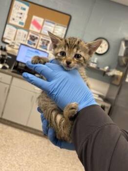 Eddie -  Domestic Short Hair Cat for Adoption in Gastonia, North Carolina - Eddie | PetCurious