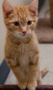 Dorito -  Domestic Short Hair Cat for Adoption in Baraboo, Wisconsin - Dorito | PetCurious