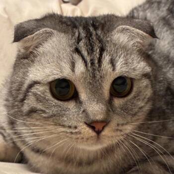 Domestic Short Hair Cats Available for Adoption - Scarlet | PetCurious