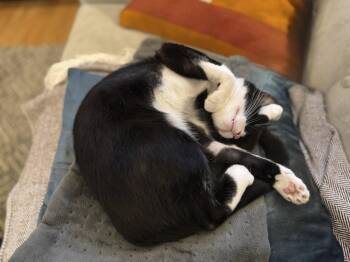 Domestic Short Hair Cats Available for Adoption in Oakland, California - Francesca (bonded With Giovanni) | PetCurious