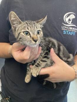 A767244 -  Domestic Short Hair Cat for Adoption in Long Beach, California - A767244 | PetCurious