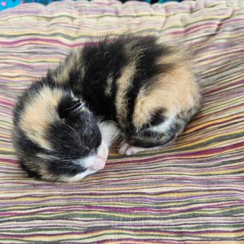 Star -  Domestic Short Hair Cat Available for Adoption in Lake Jackson, Texas - Star | PetCurious