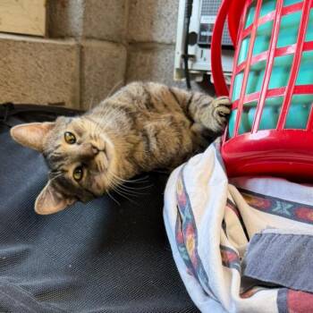 Domestic Short Hair Cats Available for Adoption - Leon | PetCurious