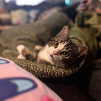 Domestic Short Hair Cats Available for Adoption - Finn | PetCurious