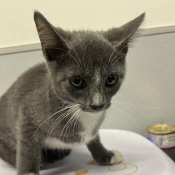Orion -  Domestic Short Hair Cat Available for Adoption in Tampa, Florida - Orion | PetCurious