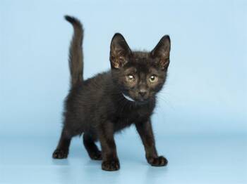 BURTON -  Domestic Short Hair Cat for Adoption in Phoenix, Arizona - BURTON | PetCurious