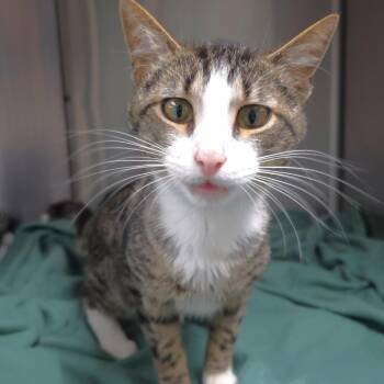 Drake -  Domestic Short Hair Cat for Adoption in Michigan City, Indiana - Drake | PetCurious
