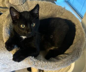 Rescue Domestic Short Hair Cats for Adoption in Sacramento, California - Ramen | PetCurious