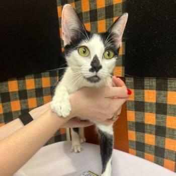 Rescue Domestic Short Hair Cats for Adoption in Bryan, Texas - Delphine | PetCurious