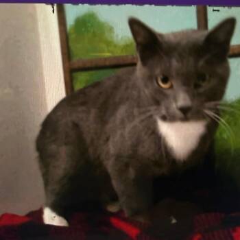 Golem -  Domestic Short Hair Cat for Adoption in Houston, Texas - Golem | PetCurious
