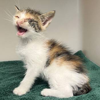 71305 -  Domestic Short Hair Cat for Adoption in Harrisonburg, Virginia - 71305 | PetCurious
