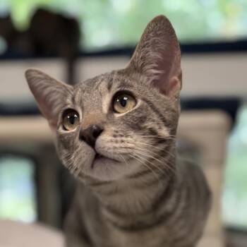 Smokey -  Domestic Short Hair Cat for Adoption in Hampton Bays, New York - Smokey | PetCurious
