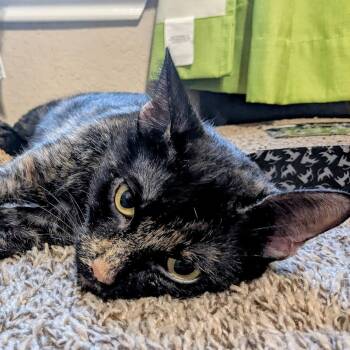 Rescue Domestic Short Hair Cats for Adoption in San Antonio, Texas - Shadow | PetCurious