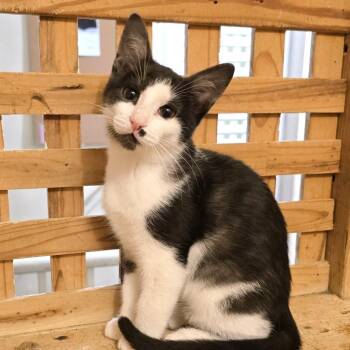 Rescue Domestic Short Hair Cats for Adoption in Guelph, Ontario - Madonna | PetCurious