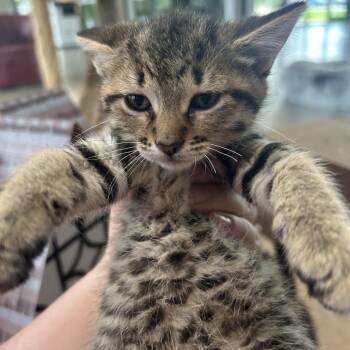 Bam Bam -  Domestic Short Hair Cat for Adoption in Leander, Texas - Bam Bam | PetCurious