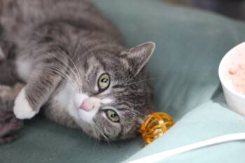Junkyard Queen -  Domestic Short Hair Cat Available for Adoption in Ottumwa, Iowa - Junkyard Queen | PetCurious
