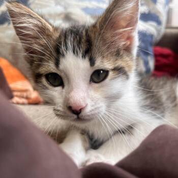 Jinx -  Domestic Short Hair Cat for Adoption in Richland, Michigan - Jinx | PetCurious