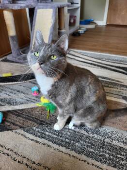 Rescue Domestic Short Hair Cats for Adoption in East Brunswick, New Jersey - June | PetCurious