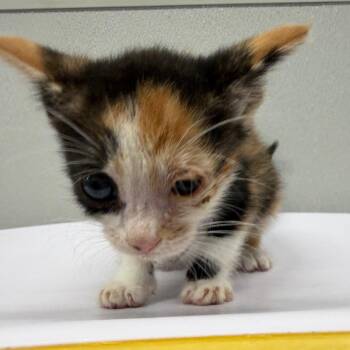 Aurelia -  Domestic Short Hair Cat for Adoption in Tampa, Florida - Aurelia | PetCurious