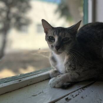 Rescue Calico Cats for Adoption in Ontario, California - Connie | PetCurious