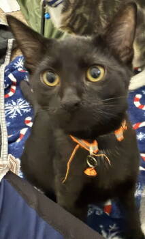 Rescue Domestic Short Hair Cats for Adoption in Frisco, Texas - Octavia S. | PetCurious