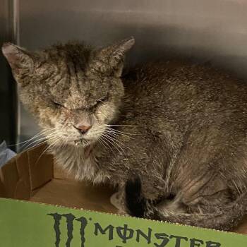 Domestic Medium Hair Cats Available for Adoption in Westminster, California - Raza | PetCurious