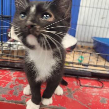 Claire -  Domestic Short Hair Cat for Adoption in Clarksdale, Mississippi - Claire | PetCurious