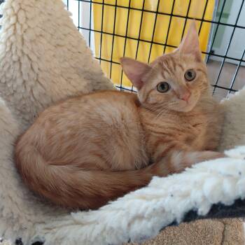 Irving -  Domestic Short Hair Cat for Adoption in Littleton, New Hampshire - Irving | PetCurious