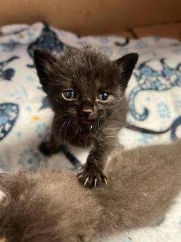 A1920106 -  Domestic Short Hair Cat for Adoption in Thousand Palms, California - A1920106 | PetCurious