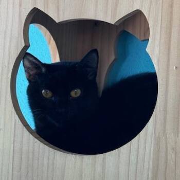 Domestic Short Hair Cats Available for Adoption in Edwardsville, Illinois - Tetris | PetCurious