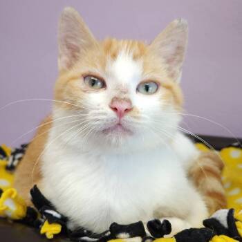 Scrapple -  Domestic Short Hair Cat for Adoption in Marshfield, Wisconsin - Scrapple | PetCurious
