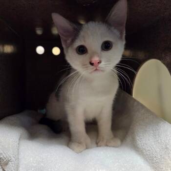 Domestic Short Hair Cats Available for Adoption in Pasadena, California - Cantaloupe | PetCurious