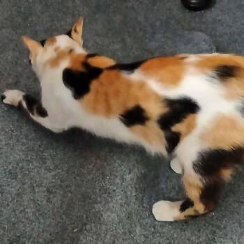 Reese -  Domestic Short Hair Cat for Adoption in Wakefield, Massachusetts - Reese | PetCurious