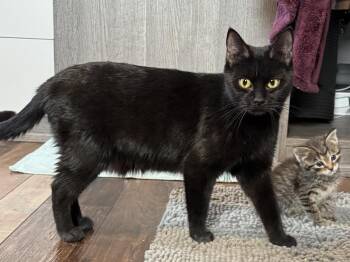 Domestic Short Hair Cats Available for Adoption in Fort Collins, Colorado - Joyce | PetCurious