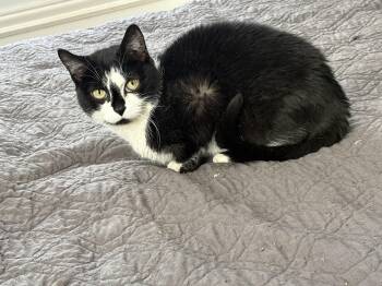 Rescue Domestic Short Hair and British Shorthair Cats for Adoption in Columbus, Ohio - Fiona | PetCurious