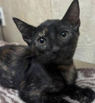 Shyla -  Domestic Short Hair Cat for Adoption in Honolulu, Hawaii - Shyla | PetCurious