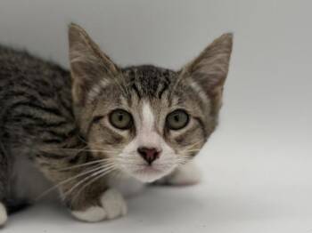 Stick -  Domestic Short Hair Cat for Adoption in Portland, Oregon - Stick | PetCurious
