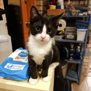 Perkins -  Tuxedo and Domestic Short Hair Cat Available for Adoption in Lombard, Illinois - Perkins | PetCurious