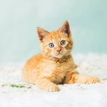 Rescue Domestic Short Hair Cats for Adoption in Saint Paul, Minnesota - Pollywog | PetCurious