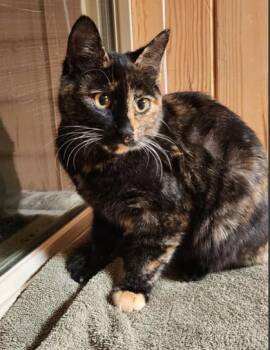 Rescue Domestic Short Hair Cats for Adoption - Cali 0525 | PetCurious