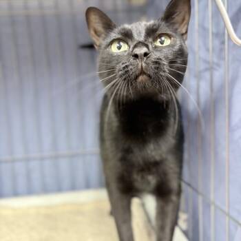 Apple -  Domestic Short Hair Cat for Adoption in Buffalo, Minnesota - Apple | PetCurious