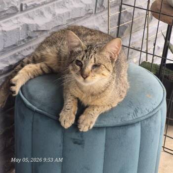 Domestic Short Hair Cats Available for Adoption in San Antonio, Texas - MARGO | PetCurious
