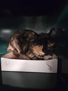 Domestic Long Hair Cats Available for Adoption - Noelle | PetCurious